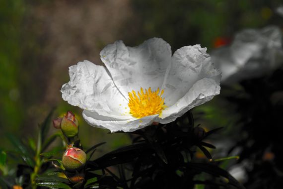 Davrod2 en Hamelin: Flora  (Patones), Jara
#Flores