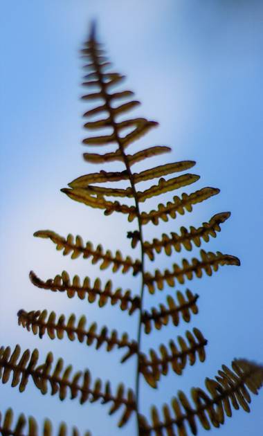 Yuga1983 en Hamelin: Flora  (Les), De paseo por Les, Lleida. @vitabitacora #hoja #mestimolamevaterra #naturaleza #fotografiadenaturalezaypaisaje 