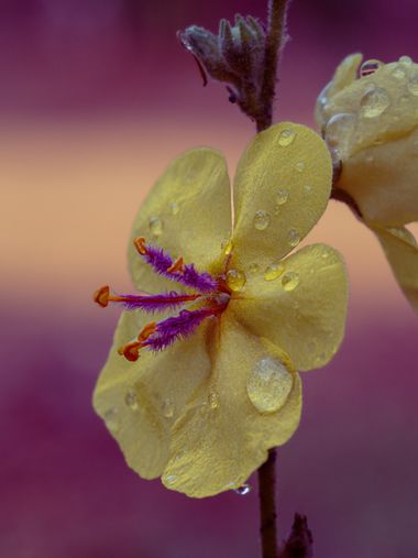 Juancarlosescalera en Hamelin: Flora  (Dos Hermanas), #flor #flora #lluvia 