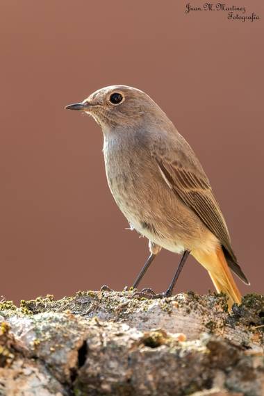 guachinaty1 en Hamelin: Fauna  (Linares), Phoenicurus ochruros (S. G. Gmelin, 1774), Hembra de Colirrojo tizón.
