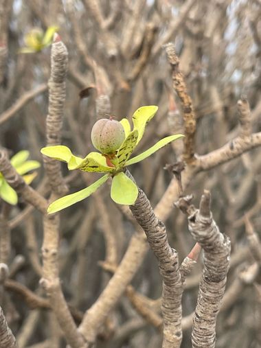 Juanatlantida82 en Hamelin: Flora, Euphorbia balsamifera, #flores 