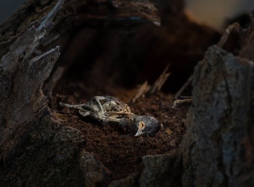 Pablo Olivas Gregorio en Hamelin: Fauna  (Santa Eulalia), #muerte 