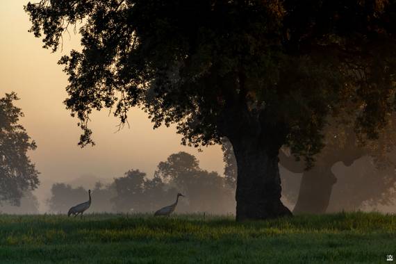 Acorazado3000 en Hamelin: Fauna  (El Viso), Grus grus (Linnaeus, 1758), Dos grullas entre las brumas de la mañana








#fotografiacarloscalvo #grullas #...