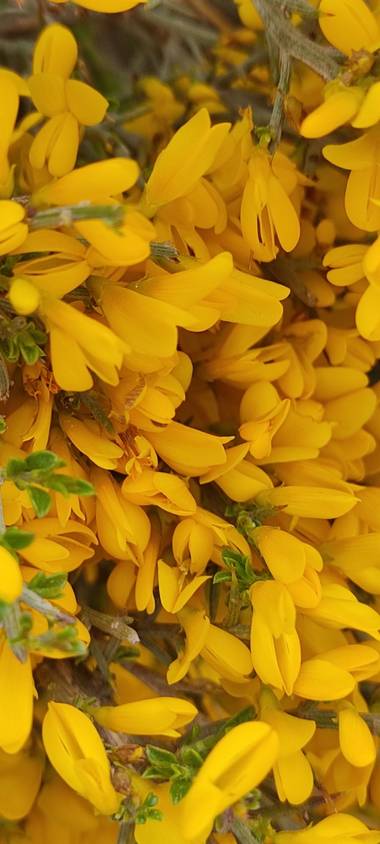 Elmaff en Hamelin: Flora, Ulex europaeus, #priamavera 