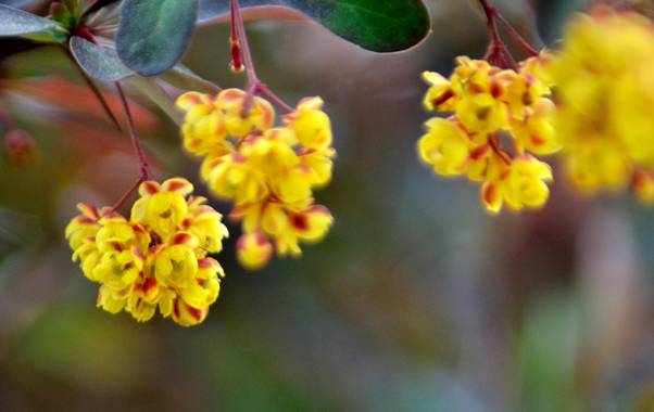 Azulmarino  en Hamelin: Flora  (Barcelona), Berberis vulgaris, Berberis vulgaris es un arbusto con tallos leñosos y erectos que pueden llegar a alcanzar ha...