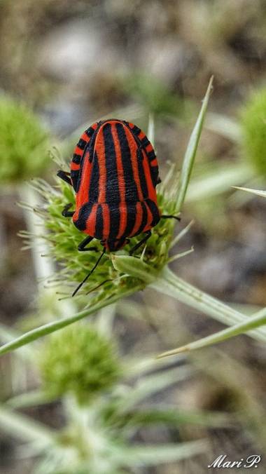 Mariquilla1970 en Hamelin: Fauna, #bichito #naturaleza #flora #fauna