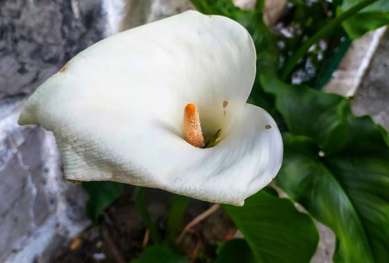 Sortueta en Hamelin: Flora  (Castro-Urdiales), Zantedeschia aethiopica, Imperfectamente perfecta ♥️