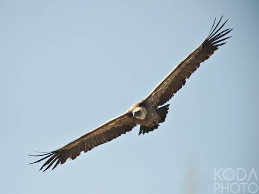 Haulpa en Hamelin: Fauna  (Maderuelo), Gyps fulvus (Hablizl, 1783), Eurasian griffon in the Hoces del duraton national park, Spain.

This vultures grow are...