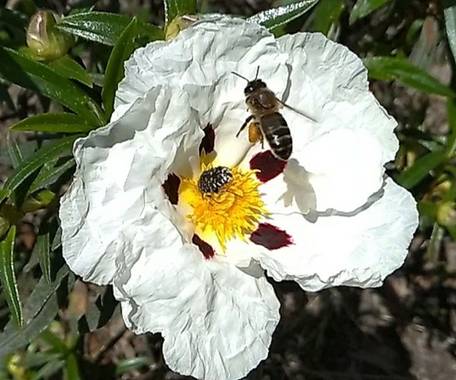 Carlos en Hamelin: Fauna  (Navalcán), Apis Mellifera recolectando polen de Jara. 