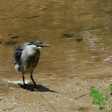 danielhincapie230979 en Hamelin: Fauna  (Rionegro), Butorides striata javanica (Horsfield, 1821), #naturaleza #wildlife #nature #faunadecolombia #fauna #co...