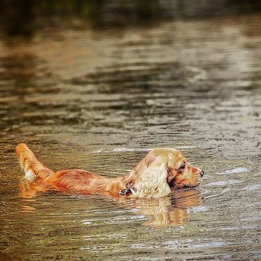 Andrés Nuñez Gallego en Hamelin: Fauna  (Donmatías), #perros 
#perro 
# #astrofotografia #rural