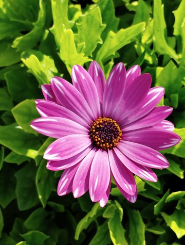 Solerantonio2 en Hamelin: Flora  (Avenida del Mediterráneo), Planta