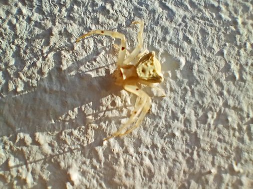 Apasnau75 en Hamelin: Fauna  (Vélez-Málaga), Thomisus onustus onustus, Yo veo una cara de felino en su abdomen. Y vosotros?