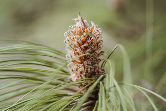 Elenagil.ph en Hamelin: Flora, #arboles  #pino #naturaleza 