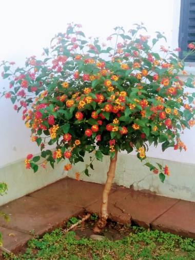olgabijoux.ot en Hamelin: Flora  (Luján de Cuyo), Lantana camara