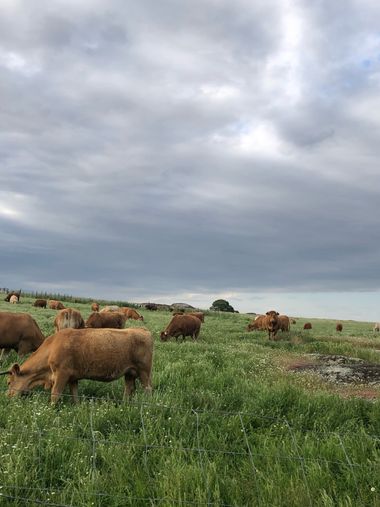 Info en Hamelin: Fauna, Mosquin finca en Casar de Cáceres, por cierto esas vacas están fuera de su explotación ganadera 