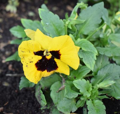 Solerantonio2 en Hamelin: Flora  (Córdoba), Viola × wittrockiana, Planta