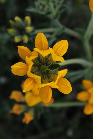Naiara211299 en Hamelin: Flora  (Cádiz), #flora #flora2021 #flor #floracion #floraenprimavera #flora21 
#floral #flor_amarilla #floradeandalucia 