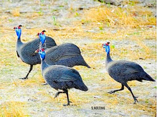 su en Hamelin: Fauna  (Ngamiland), Numida meleagris (Linnaeus, 1758), #Ave21   Gallina de Guinea o pintada común. 