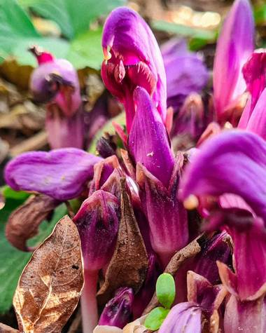 Marijohz en Hamelin: Flora  (Ezcaray), Lathraea clandestina, Parásita de raíces de álamos castaños avellanos sauces altura no más de 5 cm