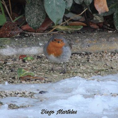 Diego en Hamelin: Fauna  (Zaragoza), #petirrojoeuropeo #erithacusrubecula #aves #zaragoza #canon 