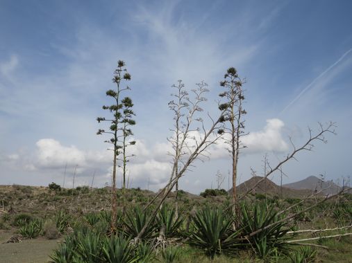 Solerantonio2 en Hamelin: Paisaje  (Níjar), Coinsidencias visuales