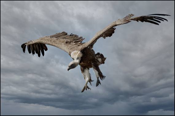 Salvapf en Hamelin: Fauna  (Berga), Gyps fulvus (Hablizl, 1783), #buitres #buitreleonado #wildfotography 