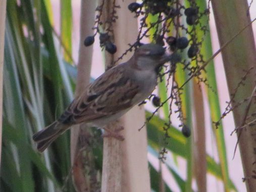 Solerantonio2 en Hamelin: Fauna  (Almería), Passer domesticus (Linnaeus, 1758), Gorrion comun