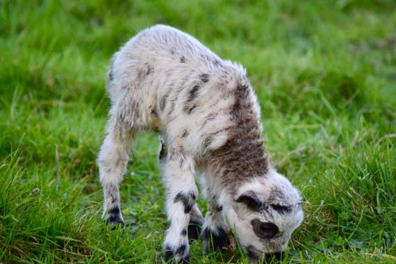 Charcu39 en Hamelin: Fauna, #su primera hierva 