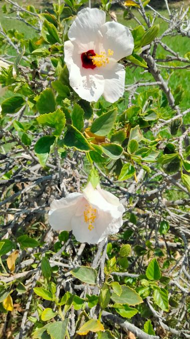 Solerantonio2 en Hamelin: Flora  (Almeria), Planta