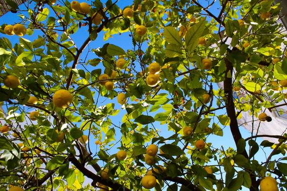 Abril Silvestre en Hamelin: Flora  (Écija), Citrus limon, @hamelin  #andalucia #limonero #hamelin #canon #primavera 
🍋En el patio de la abuela🍋