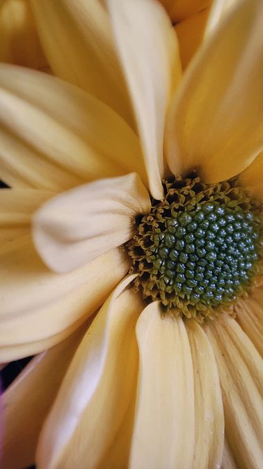 Nurcalalb en Hamelin: Flora, 