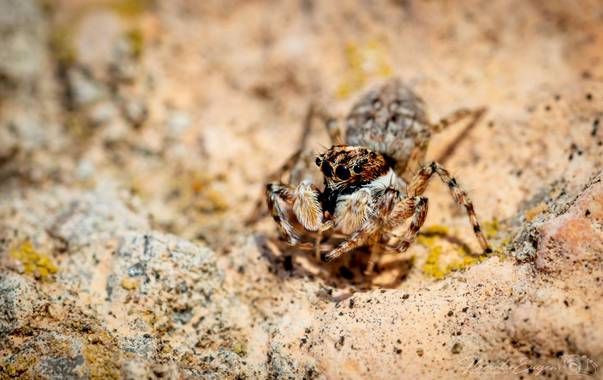 Florentinoeugenio en Hamelin: Fauna  (Reus), #saltarina 