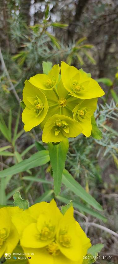 Paco  Requena en Hamelin: Flora  (Torrelaguna), Euphorbia serrata, Me encanta la flor de la Euphorbia..#flora21