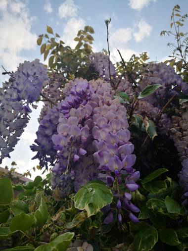 iambutterflyspirit en Hamelin: Flora  (San Sebastián de los Reyes), Wisteria sinensis, Collection: spring is here ♥️