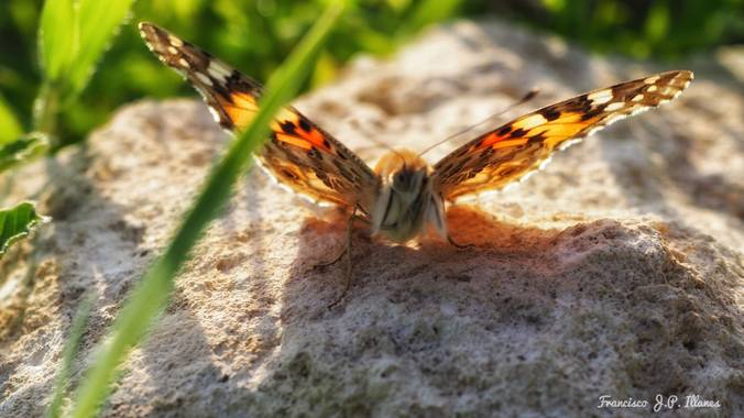 fjavier.illanes en Hamelin: Fauna  (Alhaurín de la Torre), Inquieta modelo. Tras perseguirla visualmente un rato, llegó a posarse un instante lo justo para...