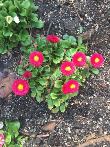 Marisol en Hamelin: Flora, Bellis perennis, #primavera #flores
