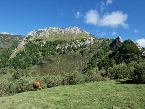 mariale en Hamelin: Paisaje  (Caso), 📸 #marialemdza
💚 🌿🌸🌿💚
#CumpleHamelin
#Naturaleza #BellezaNatural #paisaje 
#Asturias  #Montaña #forest #bosque #...