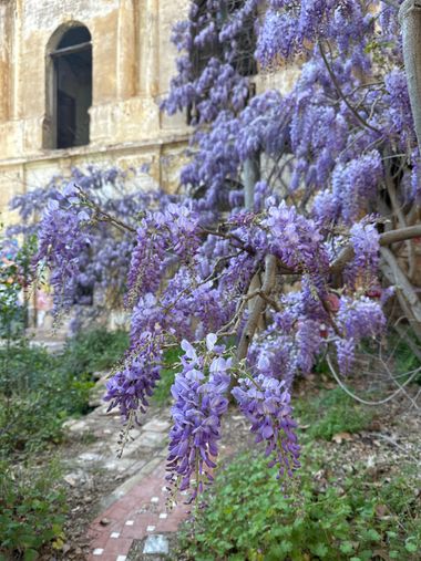 Galviphotography en Hamelin: Flora, Alguien puede decirme que arbol/flor es? Gracias!