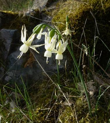 Mivilor68 en Hamelin: Flora  (Molinaseca), Narcissus triandrus L., #floresdelcampo 