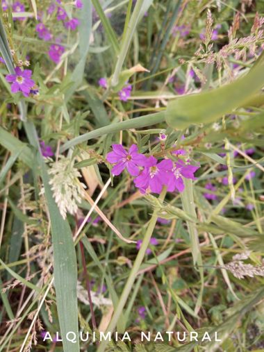 Alquimia Natural en Hamelin: Flora  (Miengo), Lythrum junceum, #septiembre2022 