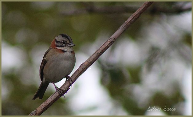 silviosarco en Hamelin: Fauna  (Buenos Aires), Zonotrichia capensis (P.L.S.Müller, 1776), 
