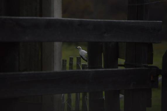Doro en Hamelin: Fauna  (Maldonado), Melanerpes candidus (Otto, 1796), Carpintero blanco