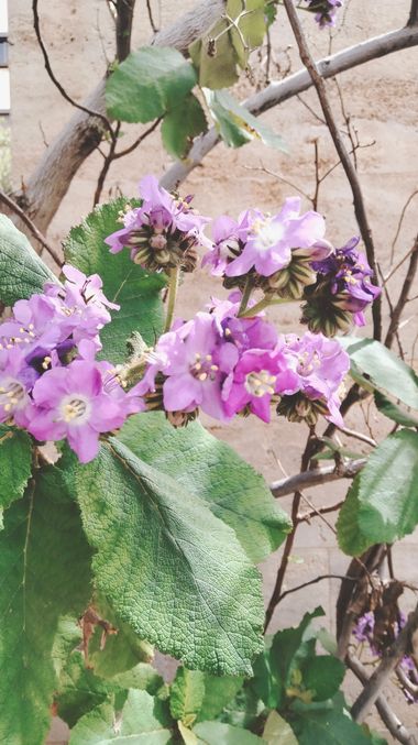 Solerantonio2 en Hamelin: Flora  (Almería), Wigandia urens, Planta