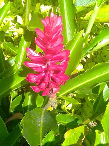 degent07 en Hamelin: Flora  (Ibagué), Alpinia purpurata, Flor # 