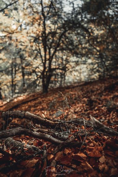 FranChamizoY.Photography en Hamelin: Paisaje  (Cantalojas), #guadalajara #hayedo #otoño20 #haya #bosque #arboles #naturaleza #castillalamancha #hayedotejer...