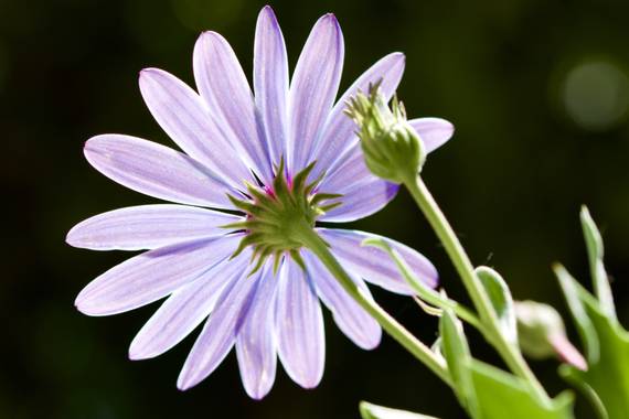 ralphlagarillo en Hamelin: Flora  (Spain),  #flora21 
Margarita
