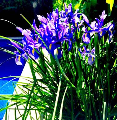 su en Hamelin: Flora  (Gelves), 🌞🌞