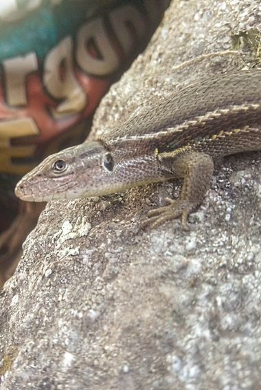 msegram en Hamelin: Fauna  (Carbellino), Psammodromus algirus o
Lagartija Colilarga

 #anfibios #lagartija #lagartijas #lagartijacolilarga #psammodromusalg...