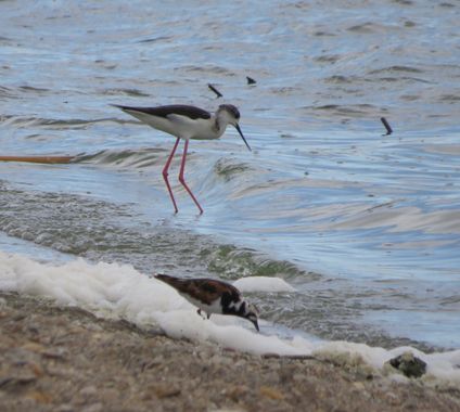 Solerantonio2 en Hamelin: Fauna  (Níjar), Cigüeña comun